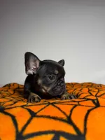 Total , a male French Bulldog for sale in San Diego, CA – Photo 2 of 5