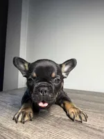 Total , a male French Bulldog for sale in San Diego, CA – Photo 1 of 5