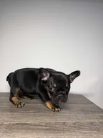 Total , a male French Bulldog for sale in San Diego, CA – Photo 5 of 5