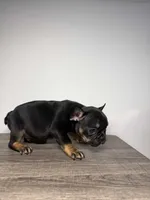 Total , a male French Bulldog for sale in San Diego, CA – Photo 4 of 5