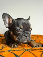 Total , a male French Bulldog for sale in San Diego, CA – Photo 3 of 5