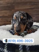 Silver , a male Miniature Dachshund for sale in San Diego, CA – 1 of 1