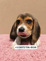 Kiara, a female Beagle for sale in San Diego, CA – 1 of 1