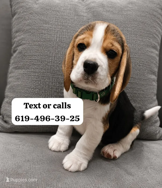 Davinci  – Beagle puppy for sale in San Diego, CA