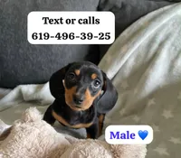 Blacky , a male Miniature Dachshund for sale in San Diego, CA – 1 of 1