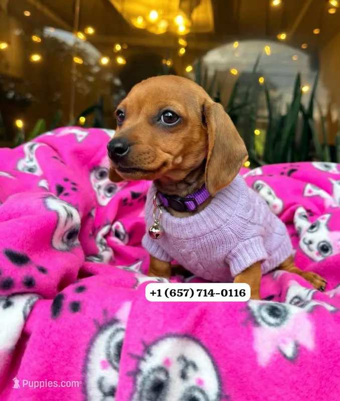April  – Miniature Dachshund puppy for sale in San Diego, CA