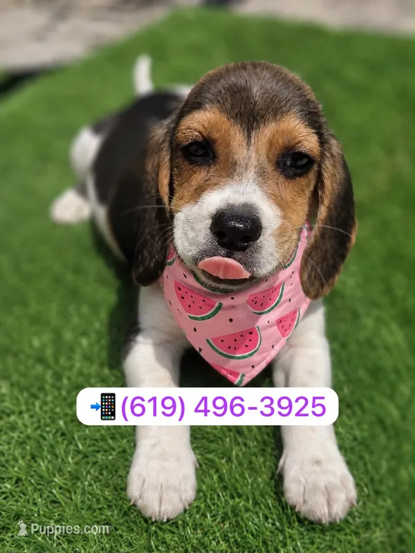 Bella  – Beagle puppy for sale in San Diego, CA
