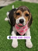 Bella , a female Beagle for sale in San Diego, CA – 1 of 1