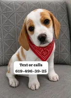 Cheese , a male Beagle for sale in San Diego, CA – 1 of 1