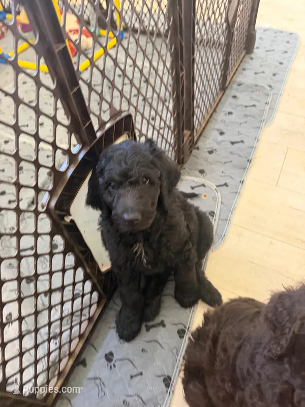 6 – Goldendoodle puppy for sale in Arcadia, CA