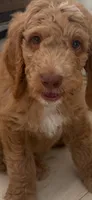 5, a male Goldendoodle for sale in Arcadia, CA – 1 of 2