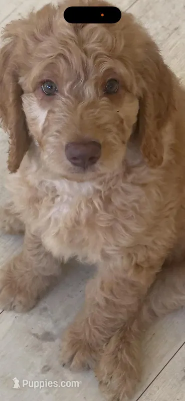 4 – Goldendoodle puppy for sale in Arcadia, CA