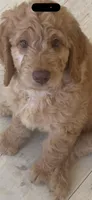 4, a male Goldendoodle for sale in Arcadia, CA – 1 of 2