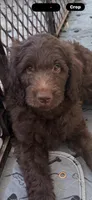 2, a male Goldendoodle for sale in Arcadia, CA – 2 of 2