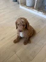 5, a male Goldendoodle for sale in Arcadia, CA – 2 of 2