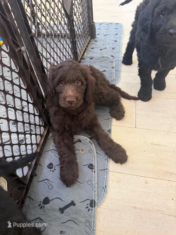 2 – Goldendoodle puppy for sale in Arcadia, CA