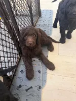 2, a male Goldendoodle for sale in Arcadia, CA – 1 of 2