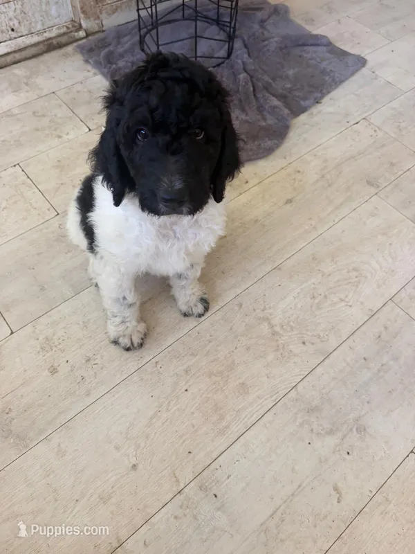 1 – Goldendoodle puppy for sale in Arcadia, CA