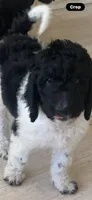 1, a male Goldendoodle for sale in Arcadia, CA – 2 of 2