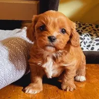 processed/0a287602-6e6f-48bb-ae17-71af973e1639/facility/8b543f62-0003-4ff2-993e-6693cbb2d314