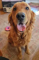 Bonnie, a female Golden Retriever for sale in Marshfield, MO – 3 of 3