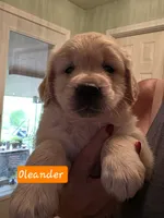 Oleander , a male Golden Retriever for sale in Marshfield, MO – 5 of 6