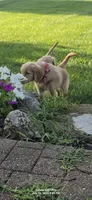 Annie, a female Golden Retriever for sale in Marshfield, MO – 4 of 6