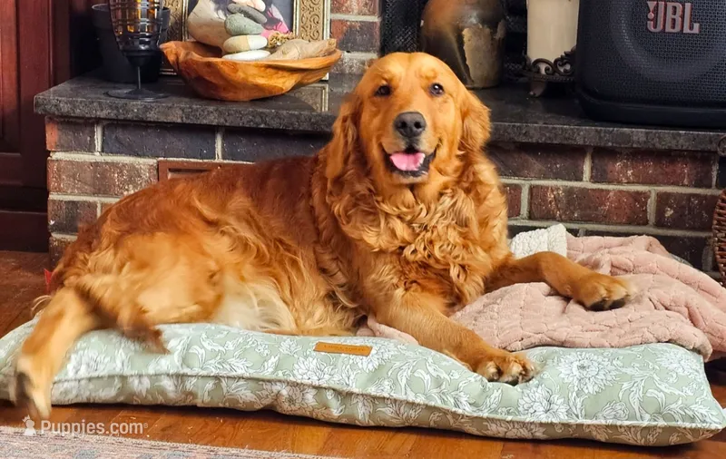 Bonnie – Golden Retriever puppy for sale in Marshfield, MO