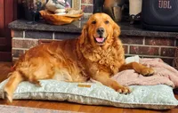 Bonnie, a female Golden Retriever for sale in Marshfield, MO – 1 of 3