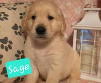 Sage, a male Golden Retriever for sale in Marshfield, MO – 5 of 6