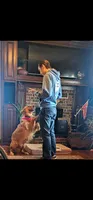 Lilly, a female Golden Retriever for sale in Marshfield, MO – 2 of 3