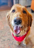 Lilly, a female Golden Retriever for sale in Marshfield, MO – 1 of 3