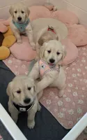 Blossom , a female Golden Retriever for sale in Marshfield, MO – 4 of 7