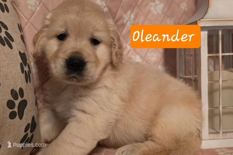 Oleander  – Golden Retriever puppy for sale in Marshfield, MO