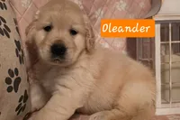 Oleander , a male Golden Retriever for sale in Marshfield, MO – 1 of 6