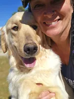 Champ bred female , a female Golden Retriever for sale in Marshfield, MO – Photo 1 of 5