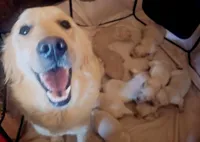 Champ bred female , a female Golden Retriever for sale in Marshfield, MO – Photo 4 of 5