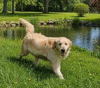 Champ bred female , a female Golden Retriever for sale in Marshfield, MO – Photo 5 of 5