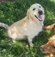 Champ bred female , a female Golden Retriever for sale in Marshfield, MO – Photo 3 of 5