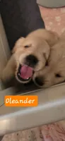 Oleander , a male Golden Retriever for sale in Marshfield, MO – 2 of 6