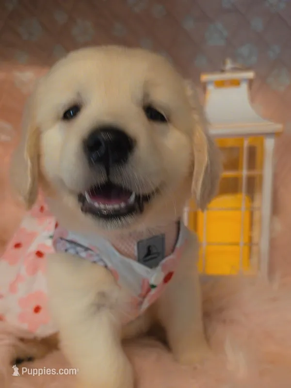 Blossom  – Golden Retriever puppy on hold in Marshfield, MO