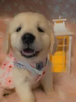 Blossom , a female Golden Retriever for sale in Marshfield, MO – 1 of 7