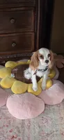 Ollie, a male Cavalier King Charles Spaniel for sale in Marshfield, MO – 2 of 8