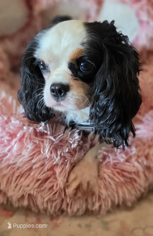 Pipen  – Cavalier King Charles Spaniel puppy for sale in Marshfield, MO