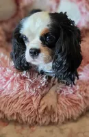 Pipen , a female Cavalier King Charles Spaniel for sale in Marshfield, MO – 1 of 7