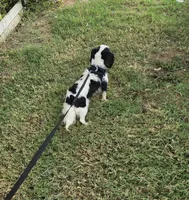 Pipen , a female Cavalier King Charles Spaniel for sale in Marshfield, MO – 7 of 7