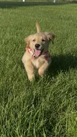 Annie, a female Golden Retriever for sale in Marshfield, MO – 1 of 6
