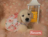 Blossom , a female Golden Retriever for sale in Marshfield, MO – 2 of 7