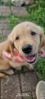 Pepper, a female Golden Retriever for sale in Marshfield, MO – 4 of 5