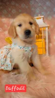 Daffodil , a female Golden Retriever for sale in Marshfield, MO – 5 of 7